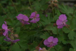 Geranium x  cantabrigiense 'Cambridge' bestellen